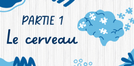 Partie 1 - Le cerveau