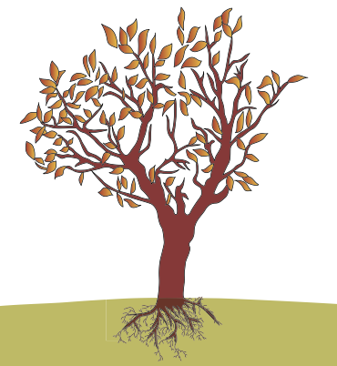 L’arbre à travers les saisons