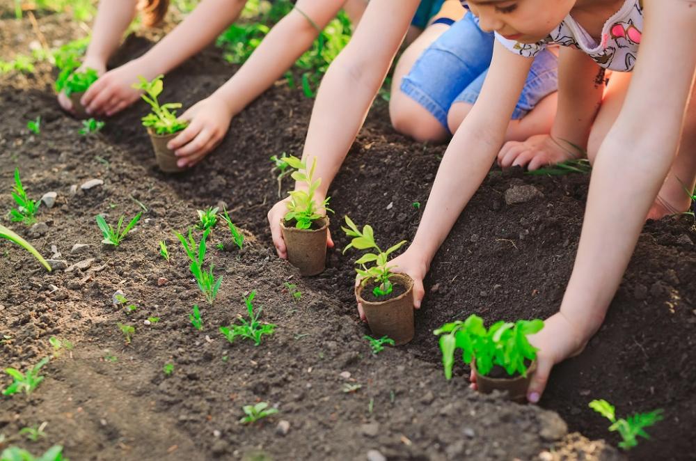 FIche pédagogique cycle 1 éducation au développement durable pour observer ls jardins, les cutures, les semis, la vie de la graine et des animaux, insectes écosystème