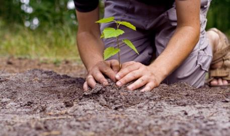"Plus d'arbres plus de vie" : déjà 100 000 arbres plantés !