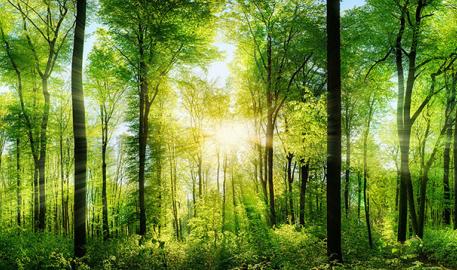 6e saison de la Journée internationale des forêts !
