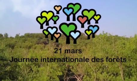 Les inscriptions pour la 7e saison de la Journée internationale des forêts sont terminées. Place aux lauréats !