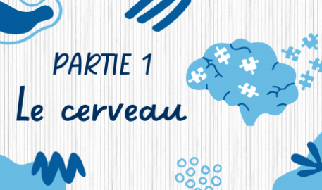 Partie 1 - Le cerveau